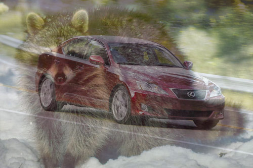 Raccoon Destroys Lexus IS 350
